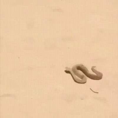 A guy scratches the dirt with a stick and a sidewinder pops out and slithers away