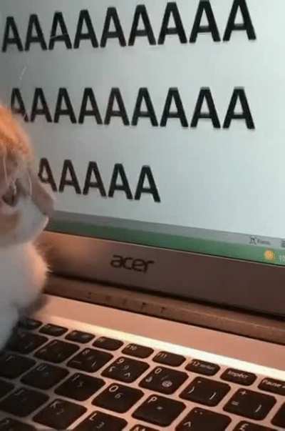 Cat documenting its internal monologue