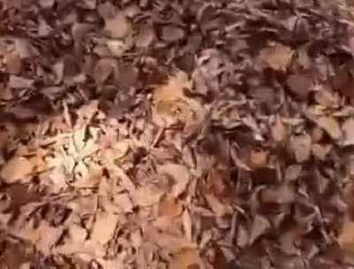 Now you can't see me, now you can