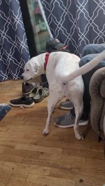 Weird game my dog and husband play.