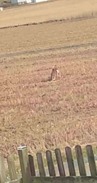 Two rabbits outside my house playing