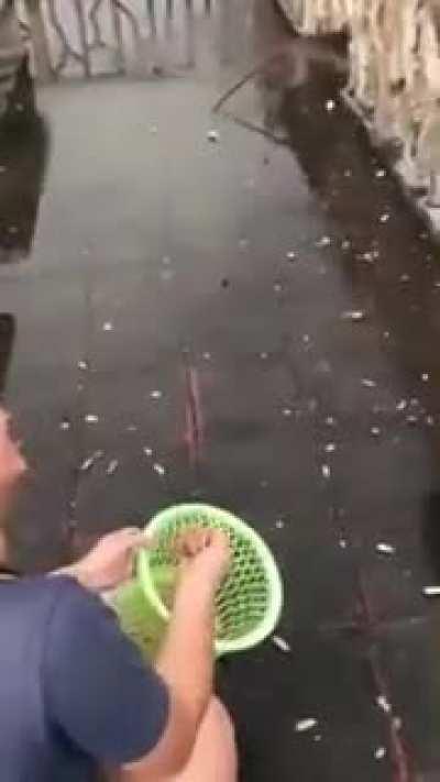 yo escapando de latinoamerica cayendo en otro país 