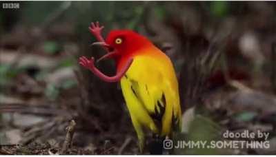 Mating dance with arms @jimmy.something on Instagram