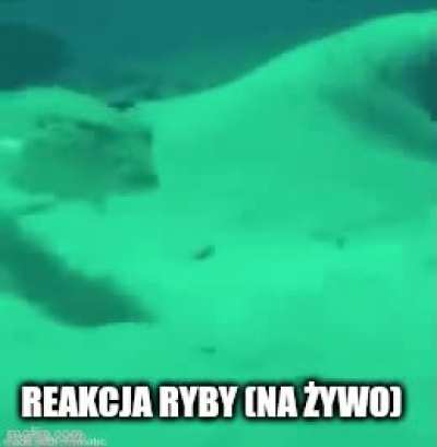Reakcja ryby (na żywo) 