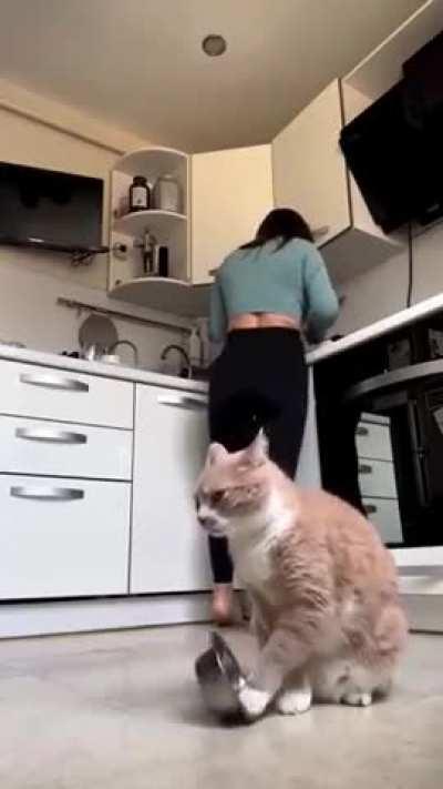 Cat protesting for food..