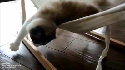 Cat learns to use a hammock
