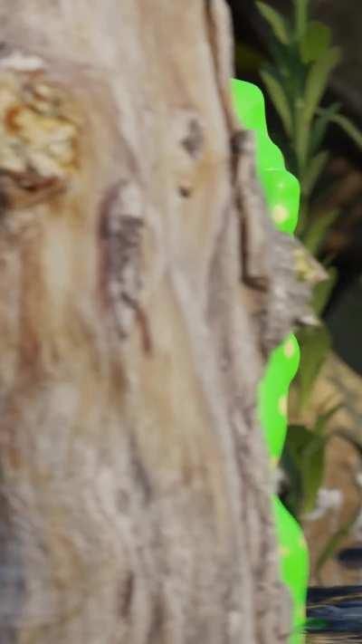 Anyone know what kind of frog this is?