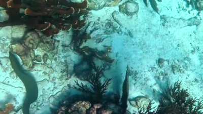 I was gifted the GoPro Hero 13 black for my birthday this year, never had used one before, so here’s some underwater shots I got from my vacation in Curacao 🐠