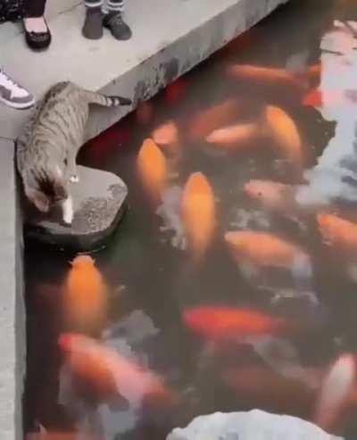 Потрогал карпов