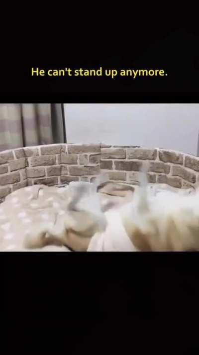 The way the cat caught him when he fell