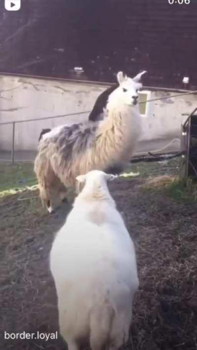 dog be riding the alpaca agian