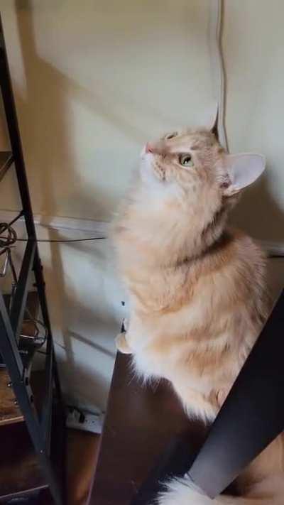 Normally I just move him away, but this time I wanted to show his full sass.