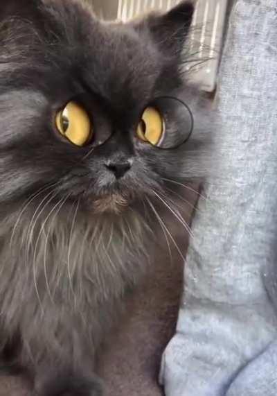 What big eyes you have