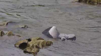 Goshawk drowns a grey heron