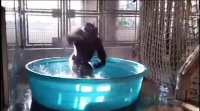 APES AT $11, WE COMING FOR YOU! 🦍 🚀