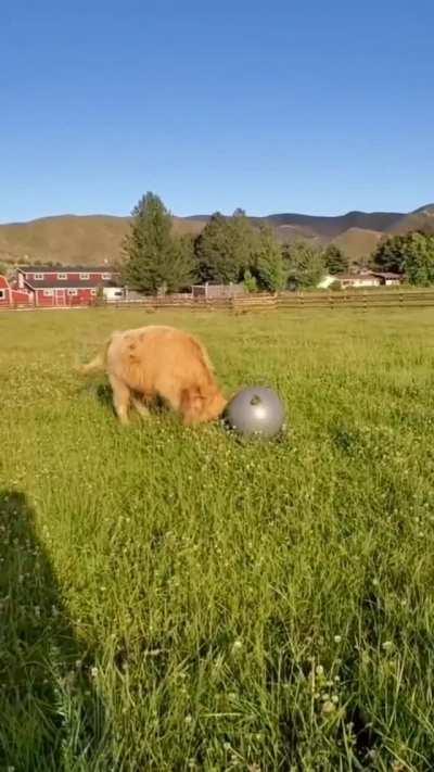 Very cute and playful