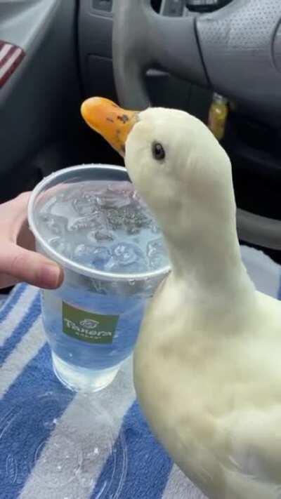 Cute duck