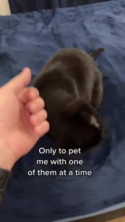 Dear Diary: the authorities have 2 hands