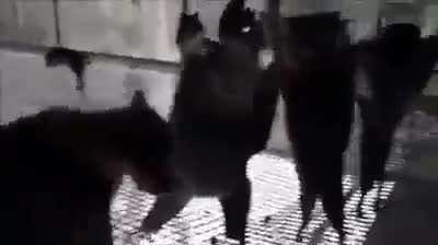 Rise from your cave and dance, dance, dance.....