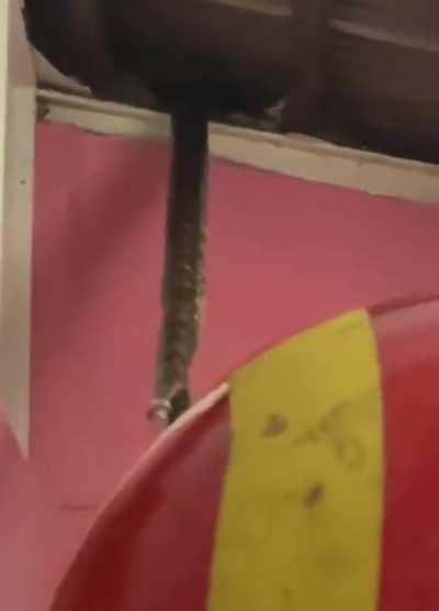 Pest control came to solve bugs problems, see what they found!