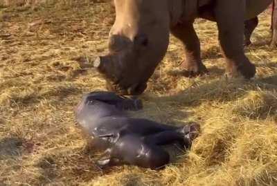 Birth footage of rhino baby