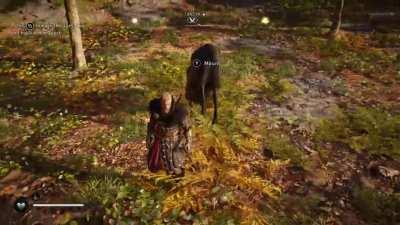 Noble steed showing me how to do a leap of faith