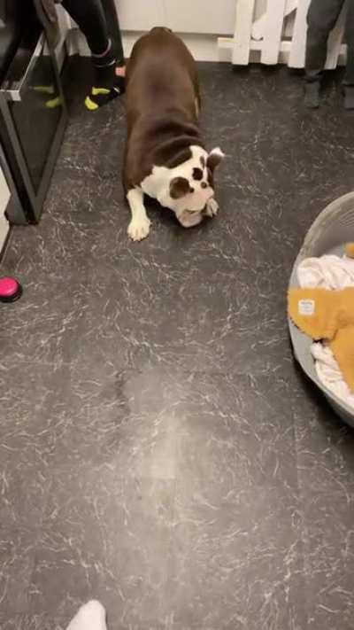 Brought these on Amazon they came today it’s taken me 5 minutes to teach him to press the button for a treat damn smart dog