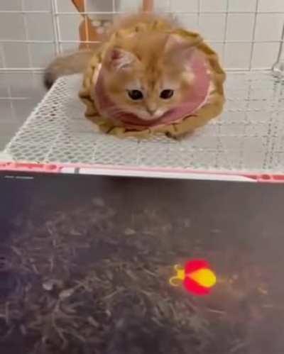 Милохишник