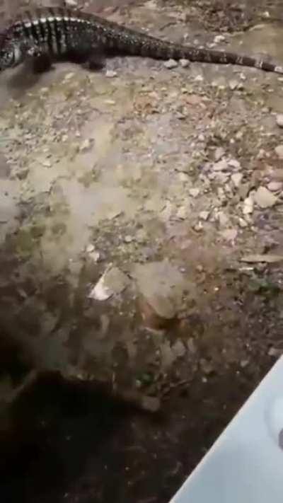 WCGW feeding a wild lizard