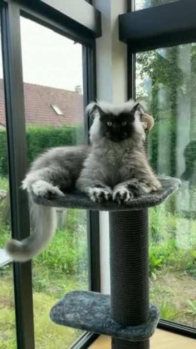 The most gorgeous creature! What would you call this breed of cat?