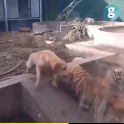 Dog stops fight between tiger and lion