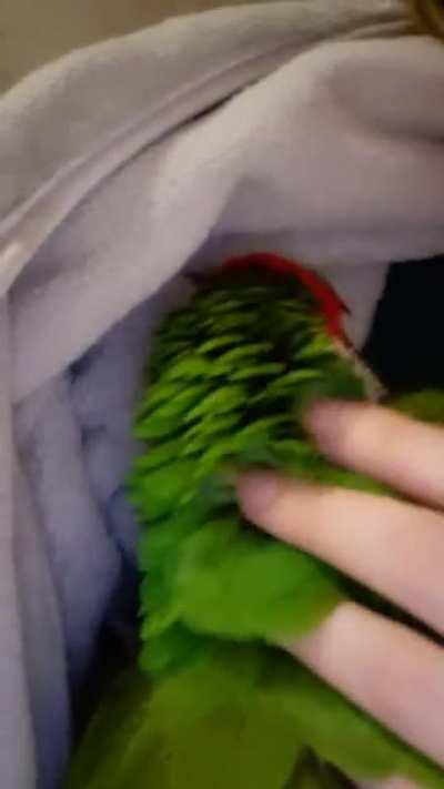 Olibirb