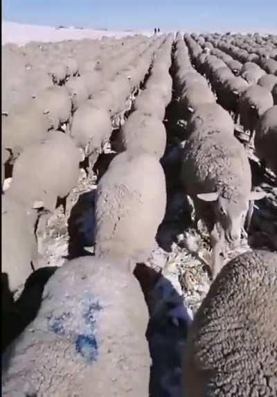 These sheep marching in unison