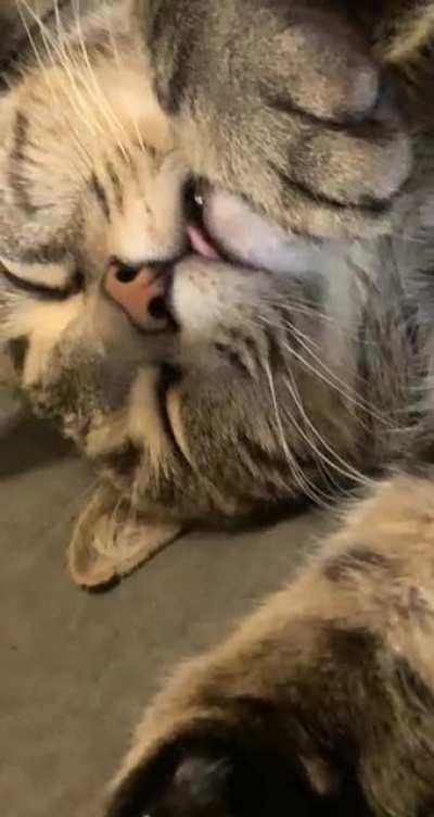 Bagel dreaming about his dinner