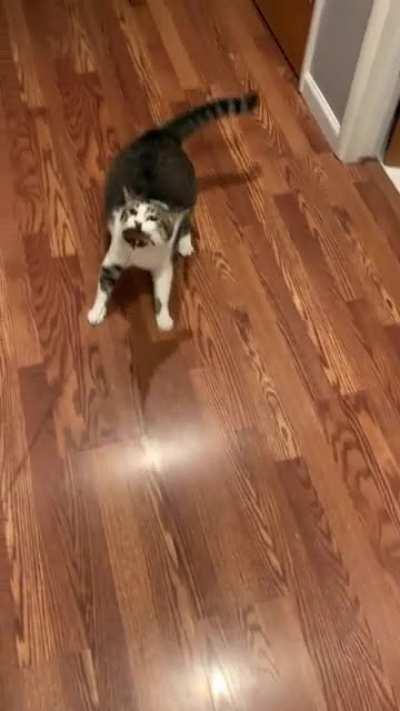 I saw someone else post a tug of war video with their cat and it reminded me of mine with my gremlin! Ready for flight ✈️