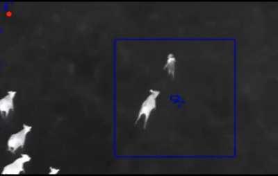 Cows helping to nab a fleeing suspect in North Carolina who took off after a traffic stop