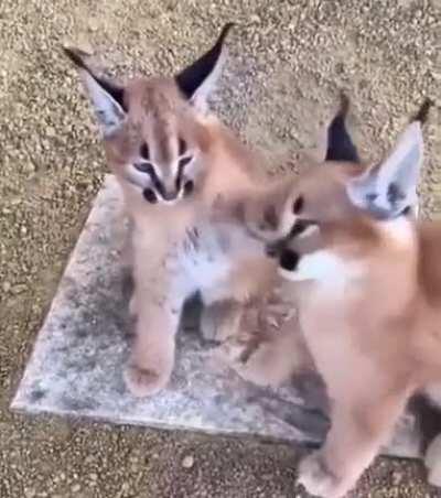 More floppa because it keeps Dolan happy and also stops him thinking about colin