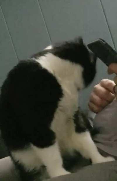 Catculating how to get more attention from the human