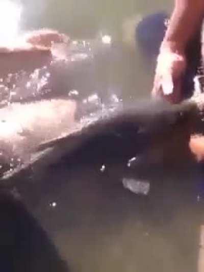 30 Years Experience Of Virginity Finnaly Lost It By A Fish 🐟