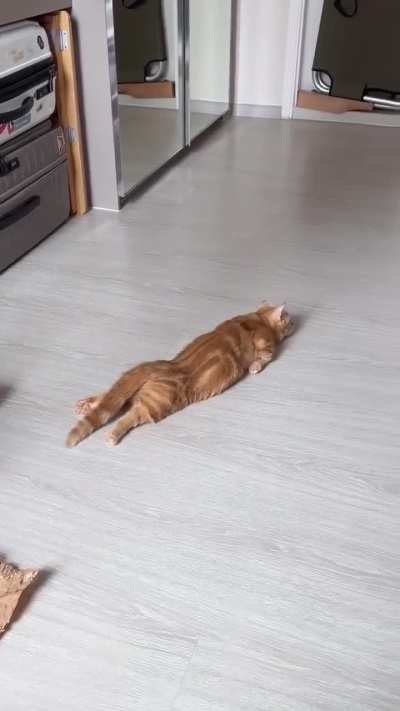 My cat after leg day.