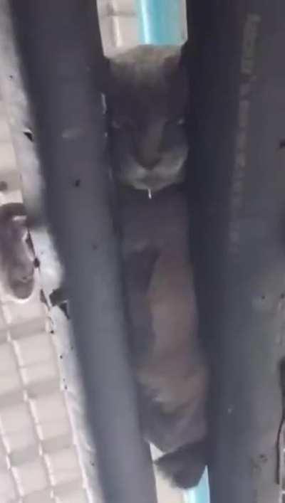 A cat sleeping on top of two pipes