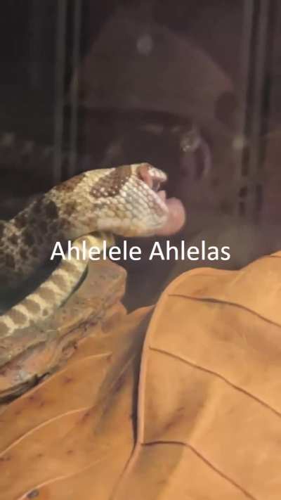 Gluttonous traitor eats more rations than usual (he will be imprisoned and purified tommorow)