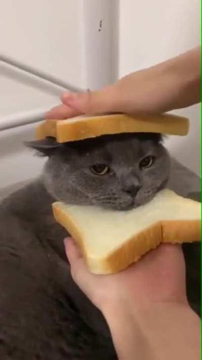 Blursed_InbreadCat