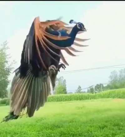 Peacock coming to land