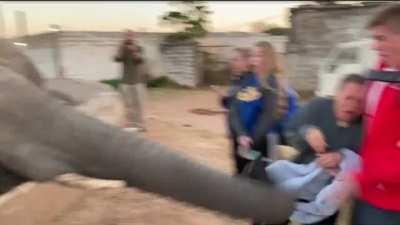 Unapologetic elephant slaps a girl in face