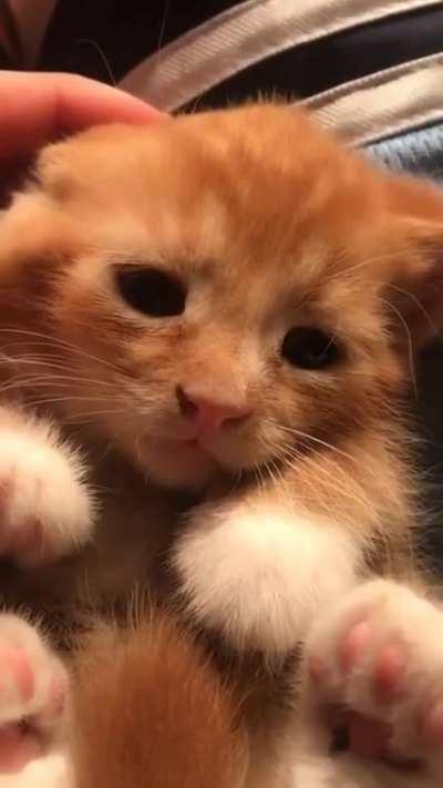 gente... QUE GATINHO FOFO