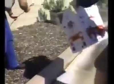 To show that the cat can be adopted