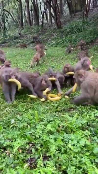 Average Monkeydonians