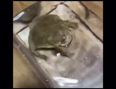Screaming frog in water