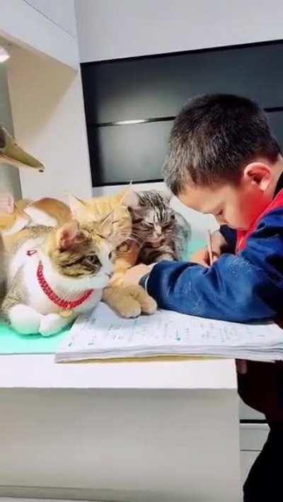 He has so many Cat breeds keeping him company